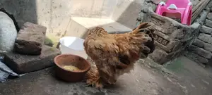বাপ ব্রাহমা মুরগি