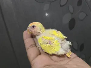Tame Size Love Bird Baby
