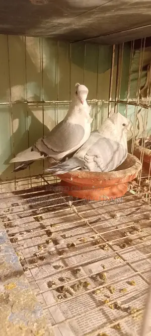 কবুতর খাঁচা