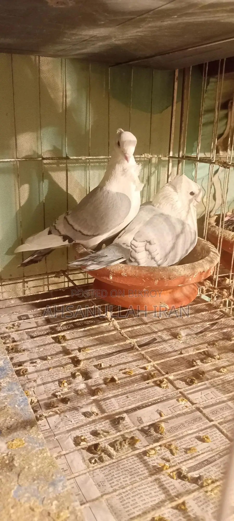 কবুতর খাঁচা