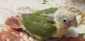 Conure Tame Size