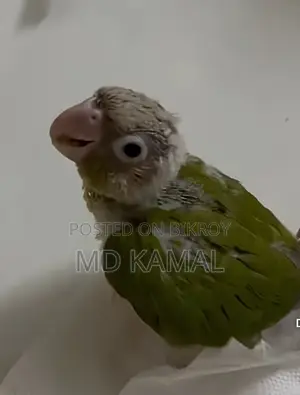 Conure Tame Size
