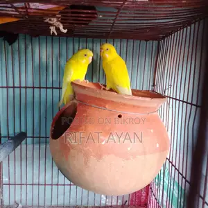 রানিং লুটিনো রেড আই
