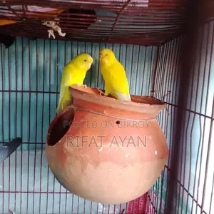 রানিং লুটিনো রেড আই