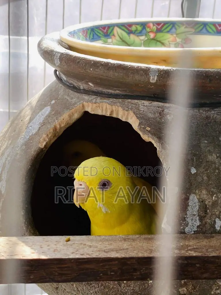 রানিং লুটিনো রেড আই