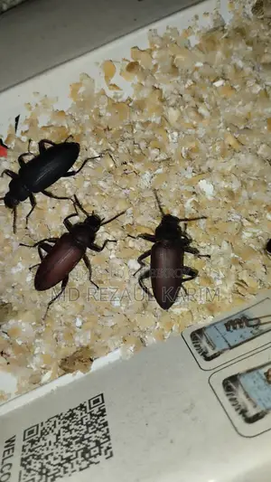 বিটল পোকার মাদার (superworms) ১০০ পিস