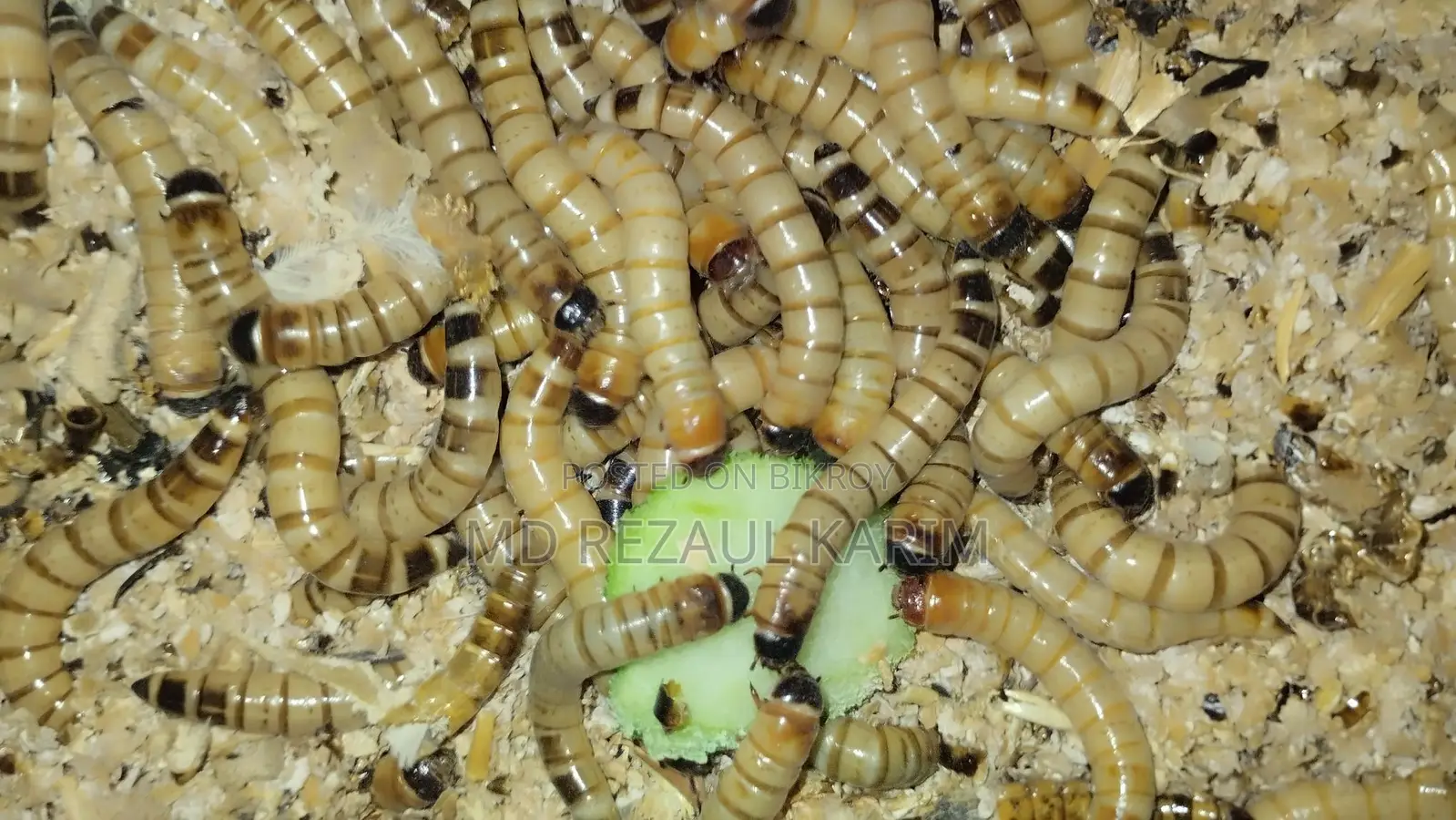 Beetle Mother (Superworms) 100 pieces