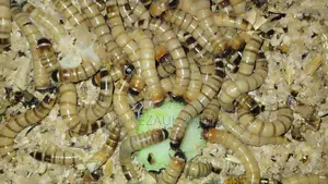 Beetle Mother (Superworms) 100 pieces
