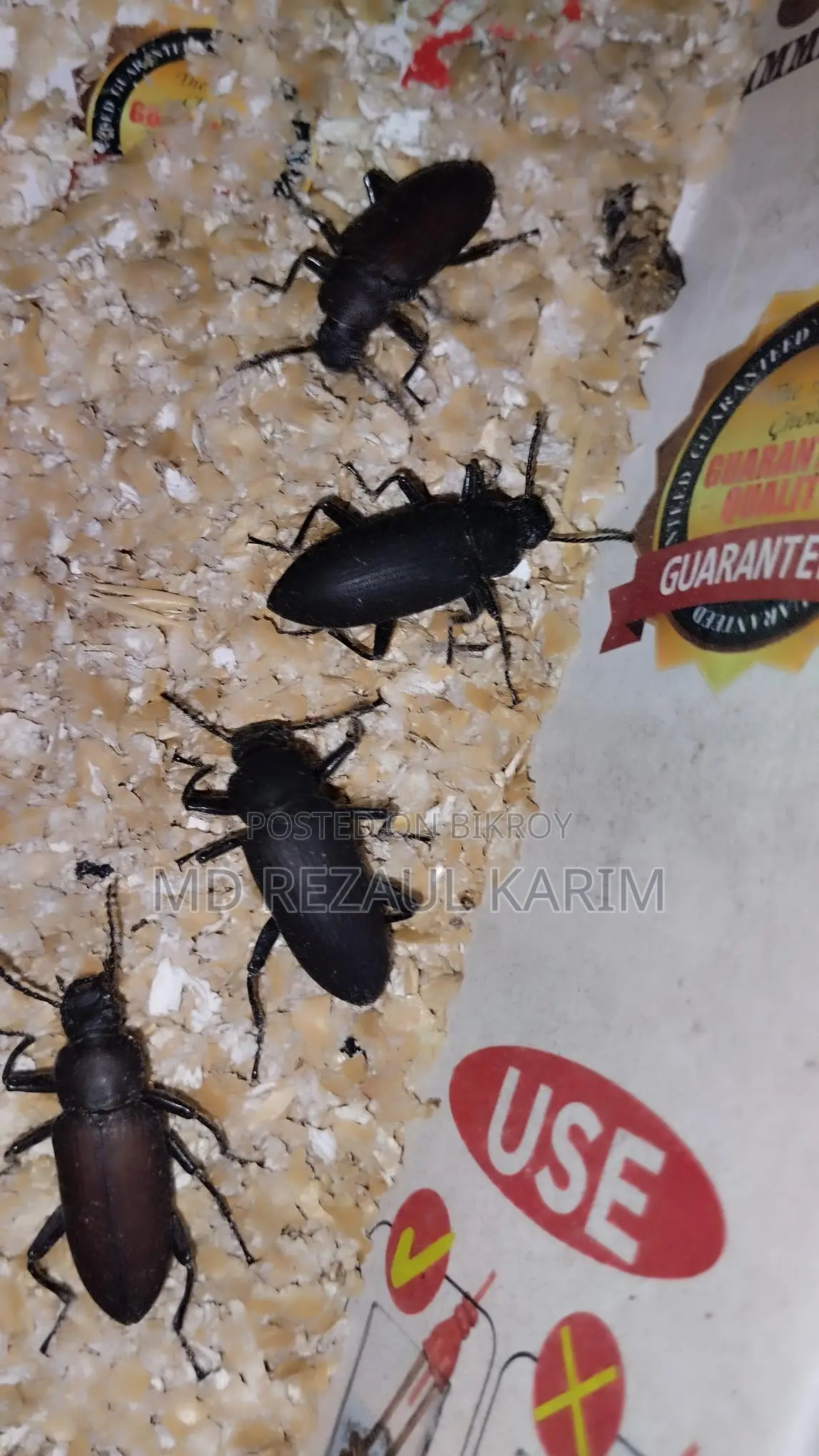 Beetle Mother (Superworms) 100 pieces