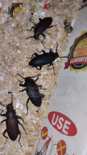 Beetle Mother (Superworms) 100 pieces