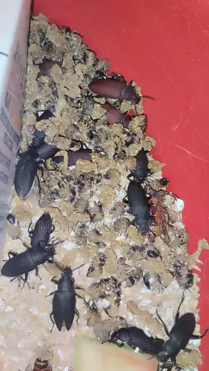 Beetle Mother (Superworms) 100 pieces