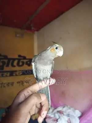 Tame Gray Cockatiel