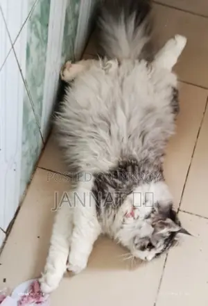 Persian Cat