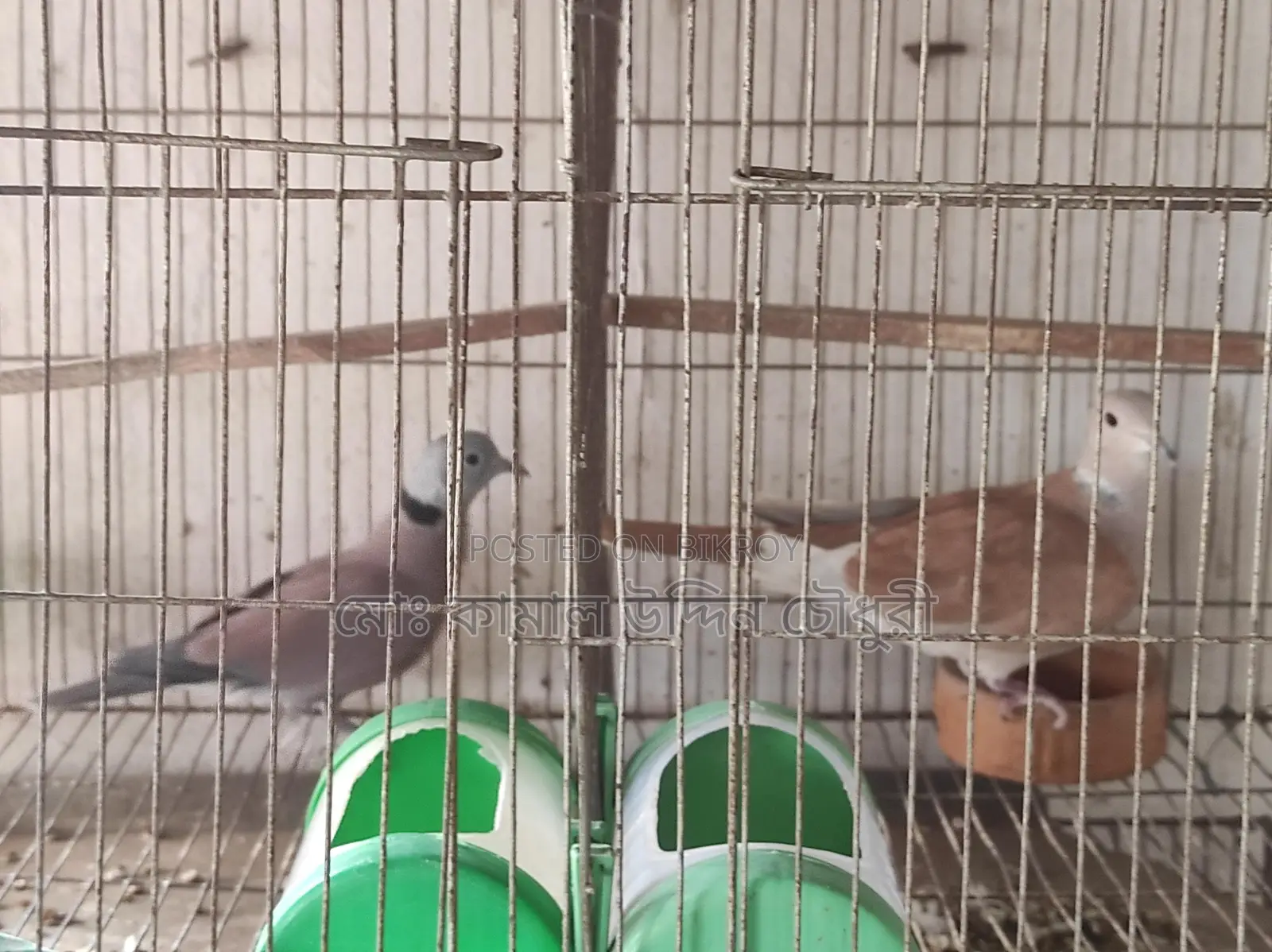 Tila Male and Australian Female (Single)