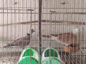 Tila Male and Australian Female (Single)