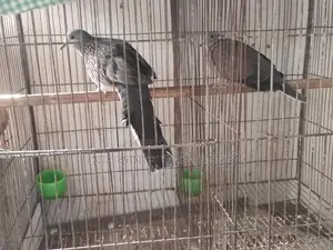 Tila Male and Australian Female (Single)