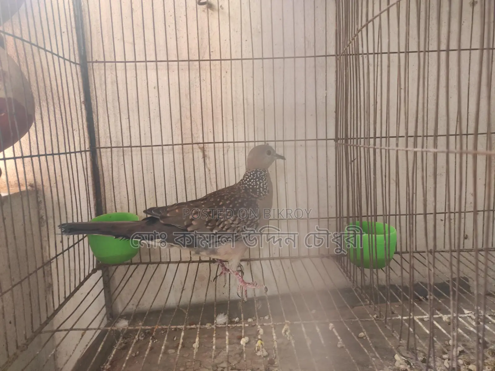 Tila Male and Australian Female (Single)