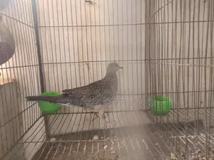 Tila Male and Australian Female (Single)