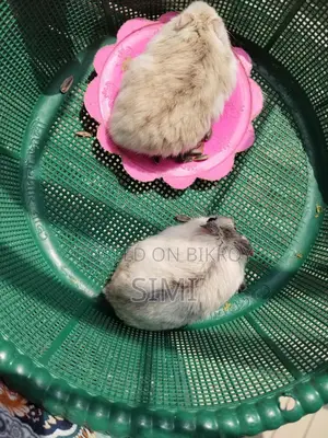 Hamster For Sale