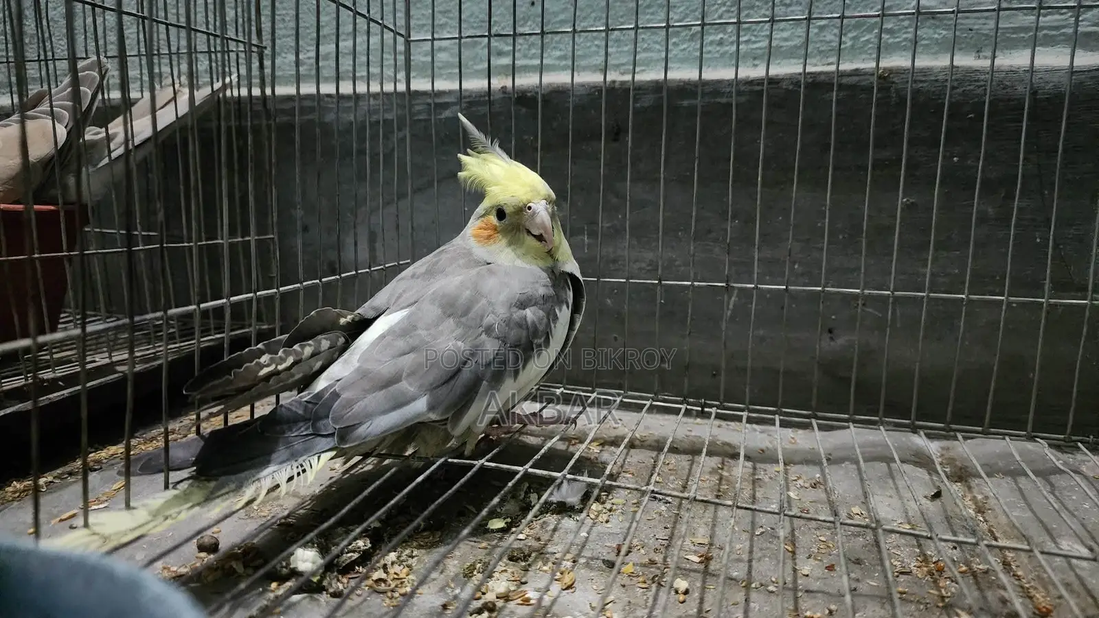 1 Cockatiel Bird Sell Hobe