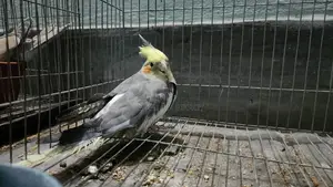 1 Cockatiel Bird Sell Hobe