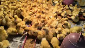 Pekin Star Ducklings: Reach 4kg in 45 days with 100% guarantee