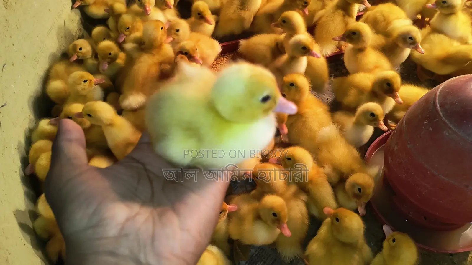Pekin Star Ducklings: Reach 4kg in 45 days with 100% guarantee