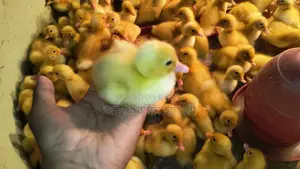 Pekin Star Ducklings: Reach 4kg in 45 days with 100% guarantee