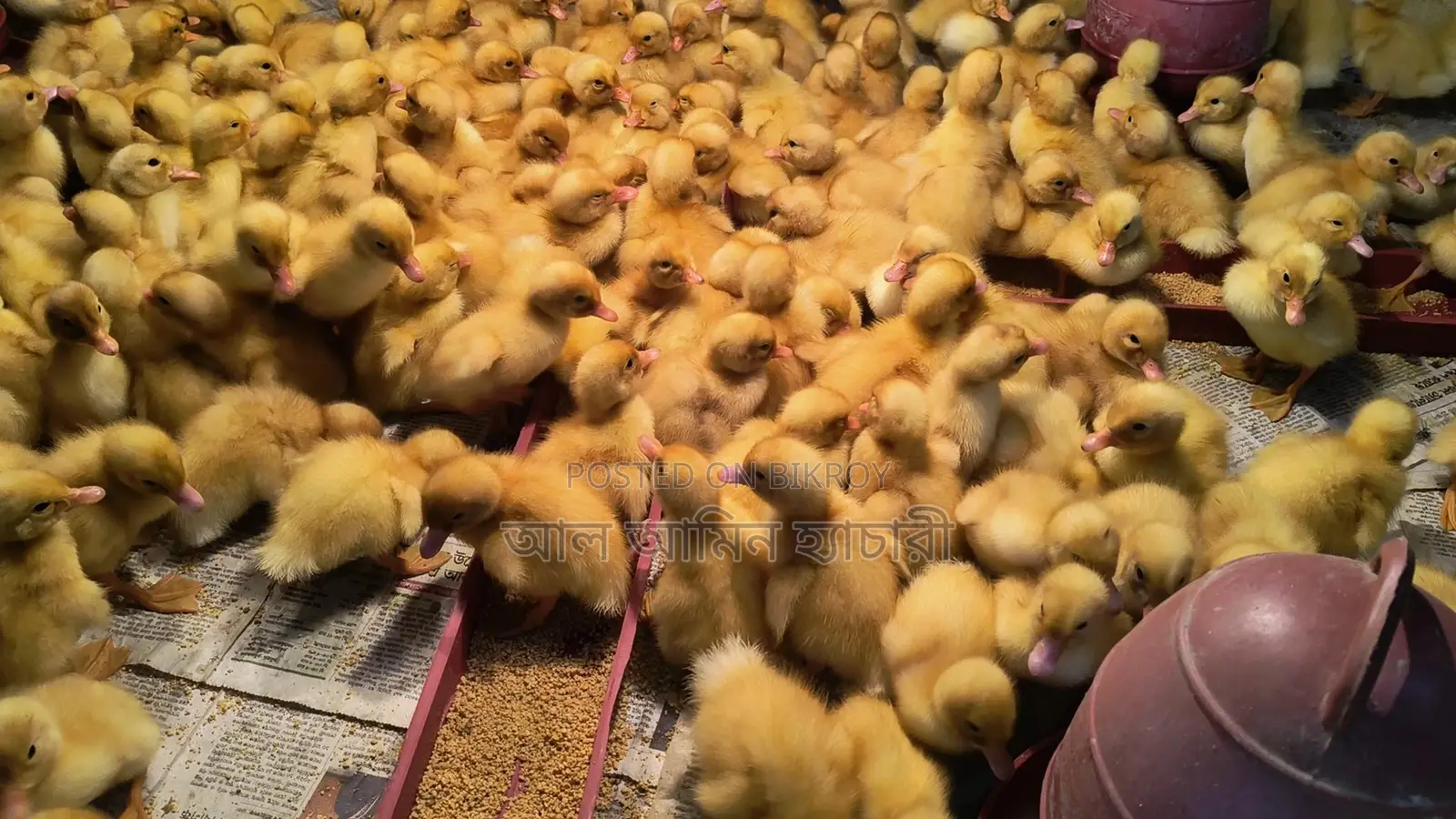 Pekin Star Ducklings: Reach 4kg in 45 days with 100% guarantee