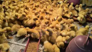 Pekin Star Ducklings: Reach 4kg in 45 days with 100% guarantee