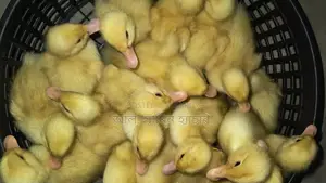Pekin Star Ducklings: Reach 4kg in 45 days with 100% guarantee