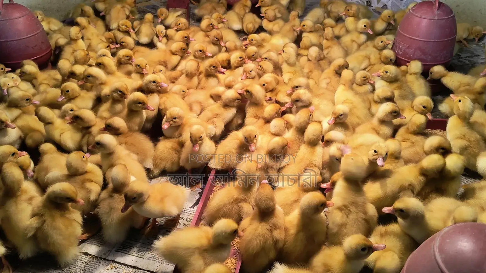 Pekin Star Ducklings: Reach 4kg in 45 days with 100% guarantee