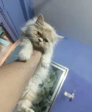 Punch Face Pure Persian
