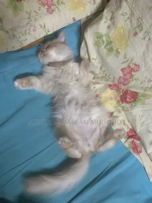 Punch Face Pure Persian