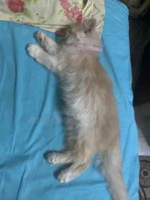 Punch Face Pure Persian