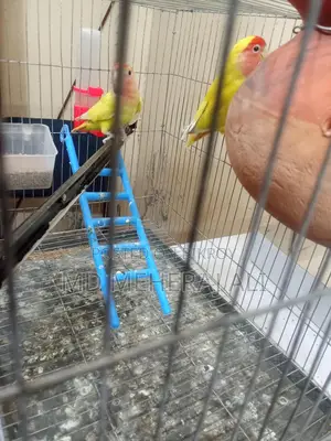 Love Birds