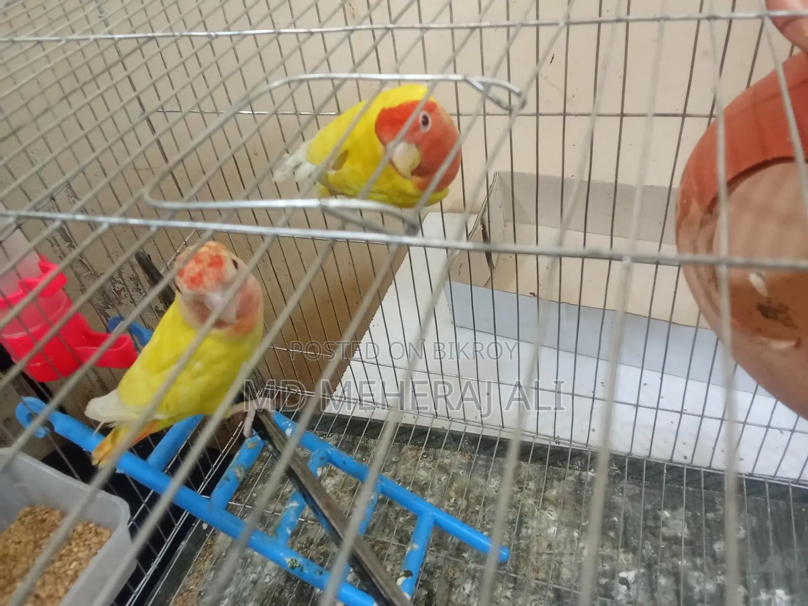 Love Birds