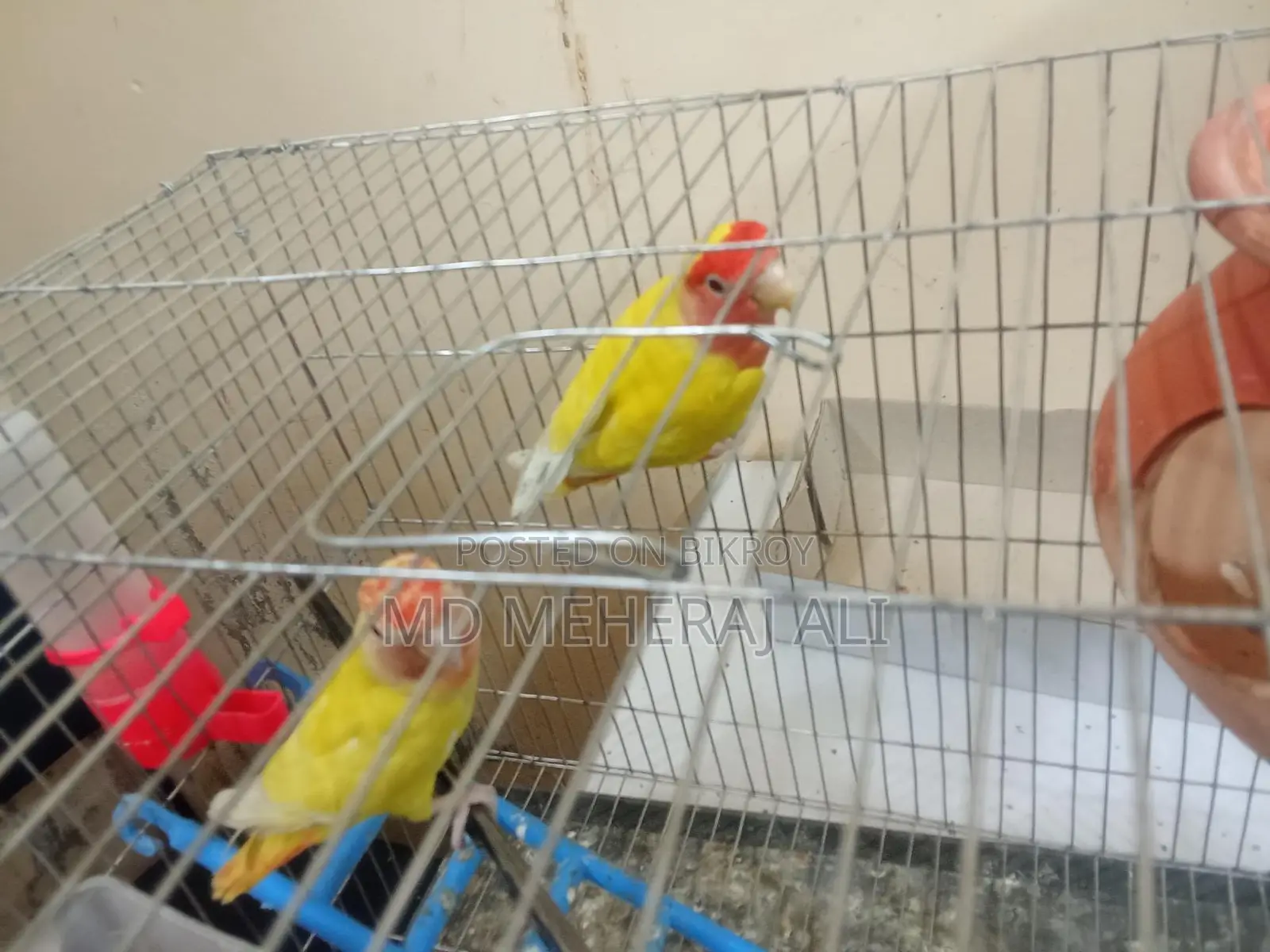 Love Birds