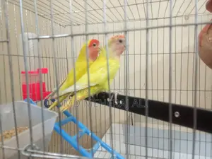Love Birds