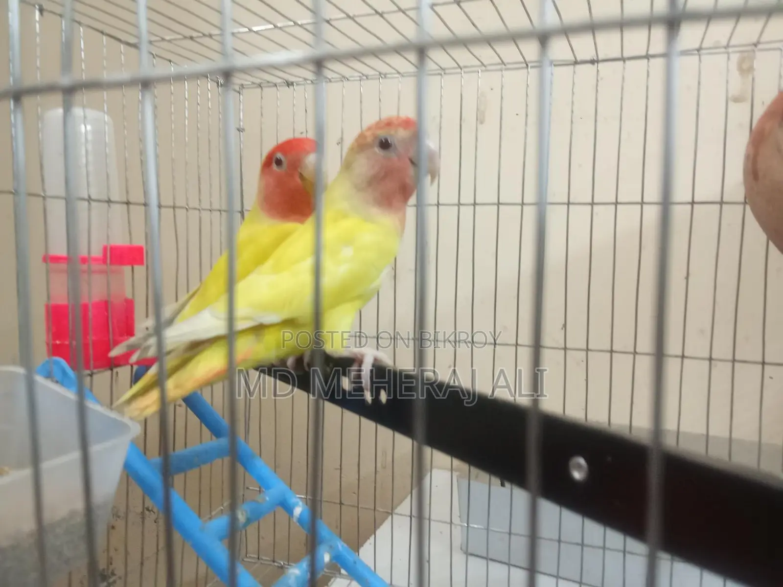 Love Birds