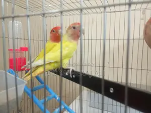Love Birds