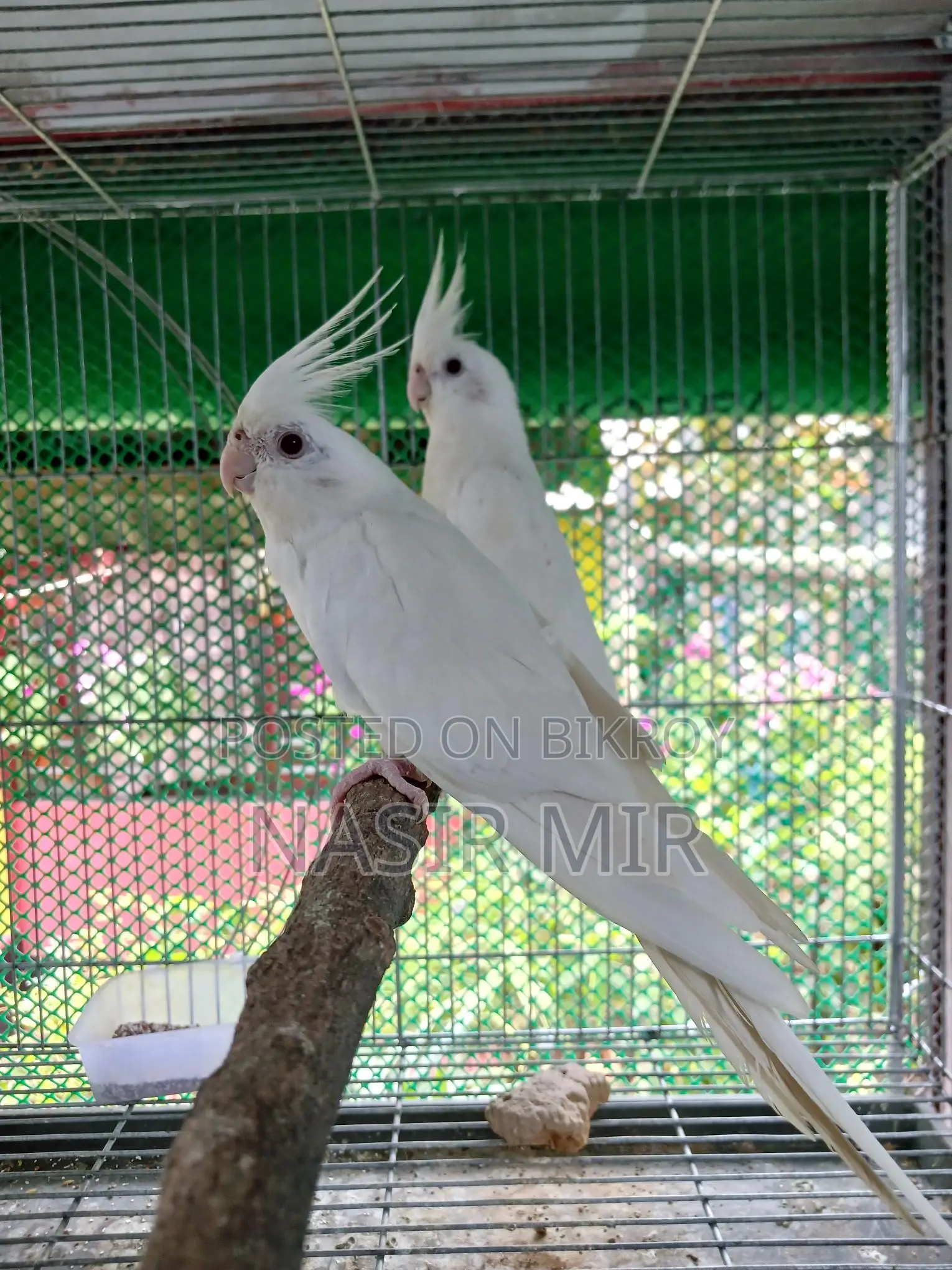 Albino Cockatiel Breeding Pair