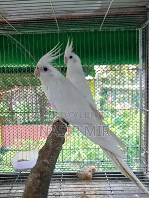 Albino Cockatiel Breeding Pair