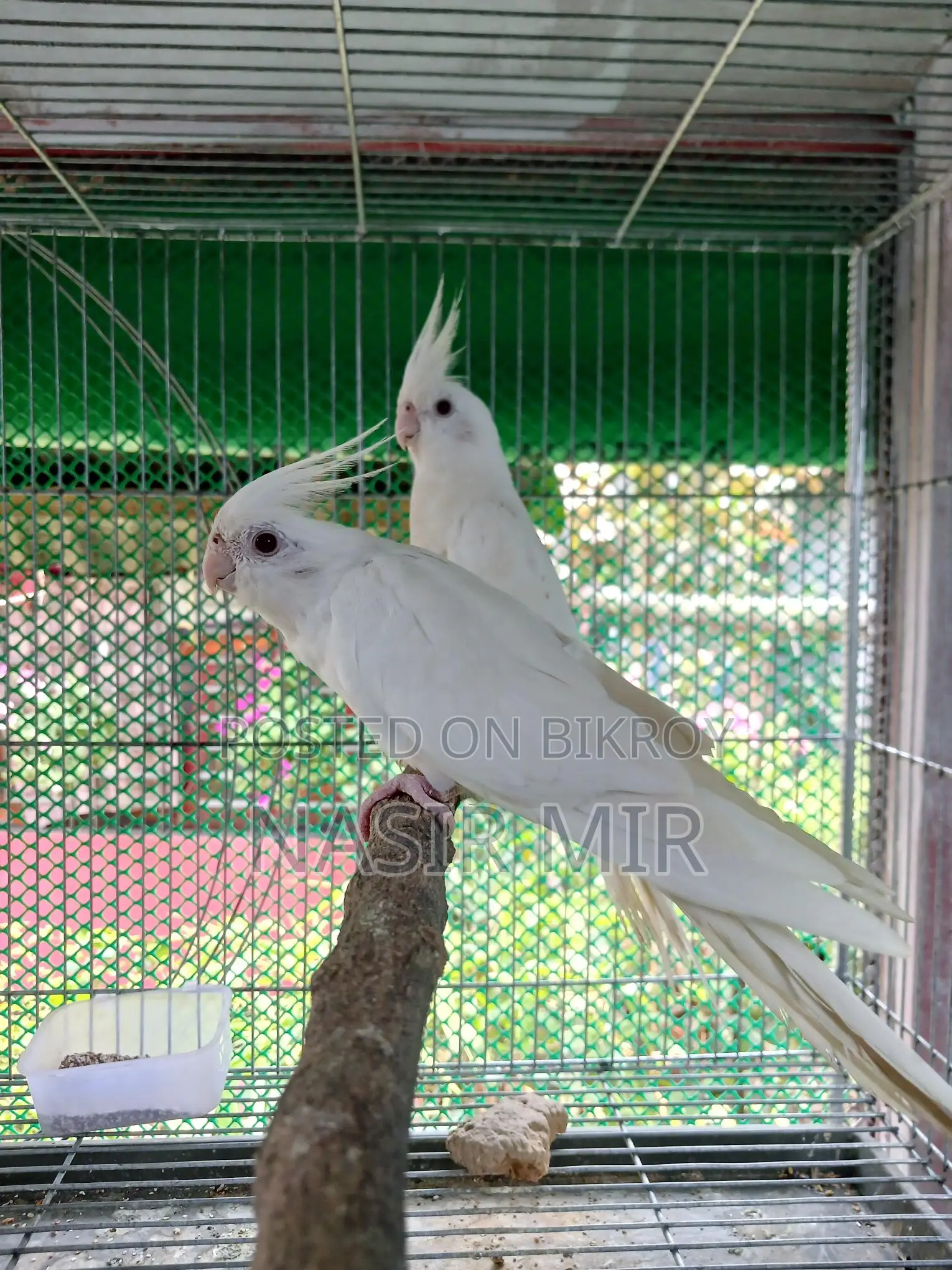 Albino Cockatiel Breeding Pair