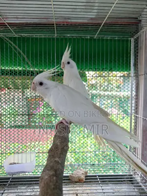 Albino Cockatiel Breeding Pair