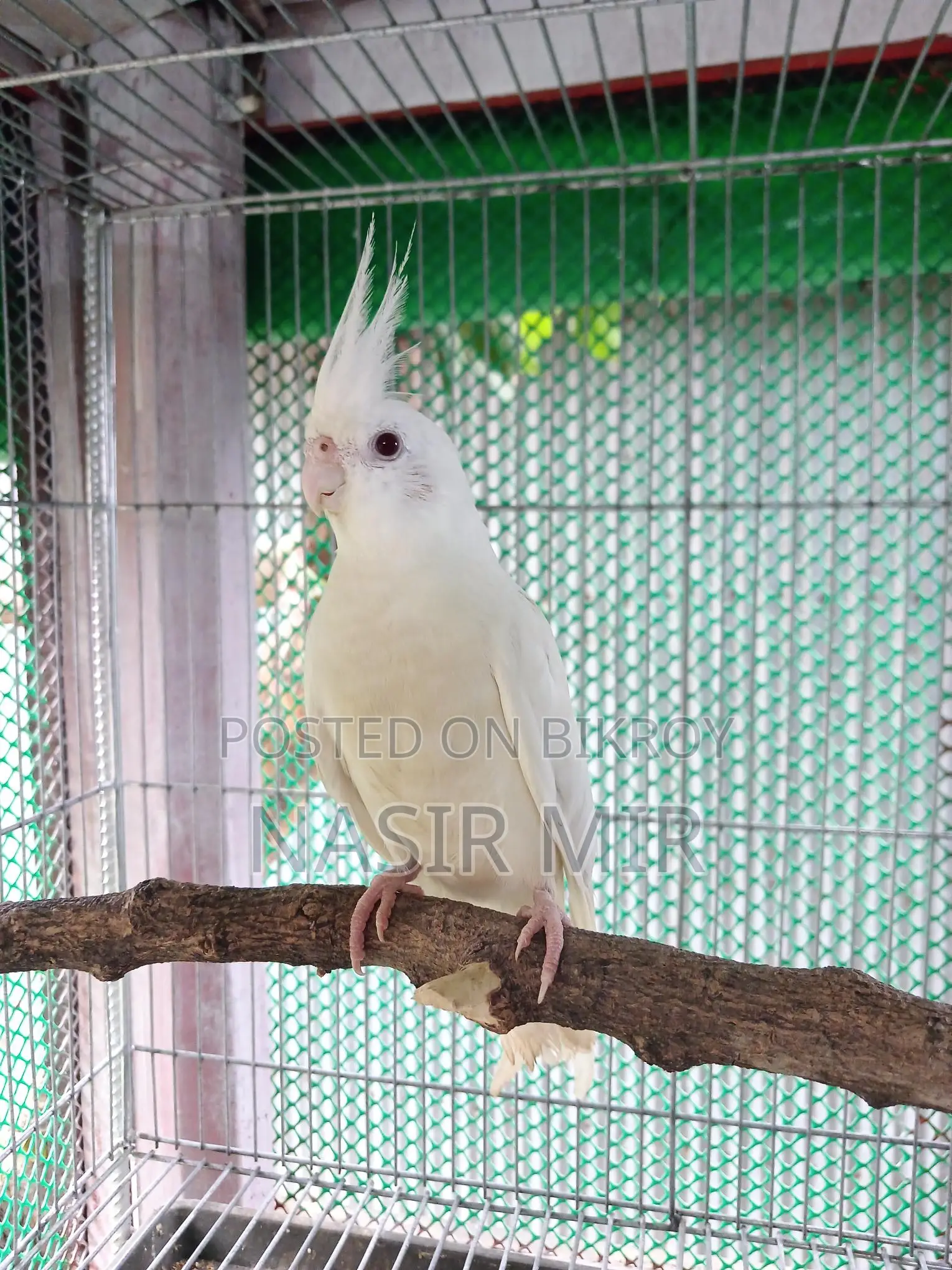 Albino Cockatiel Breeding Pair