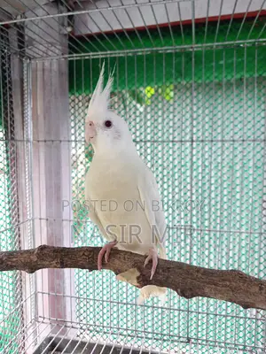 Albino Cockatiel Breeding Pair