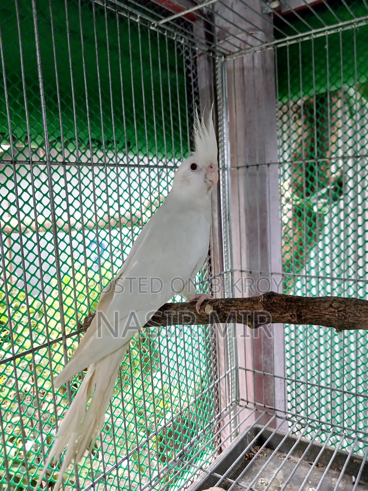 Albino Cockatiel Breeding Pair
