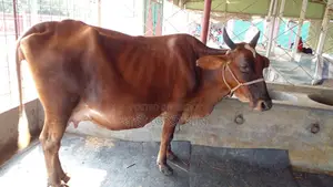 ১১৪২ নং গাভী গরু পোষার জন্য ভালো হবে ।