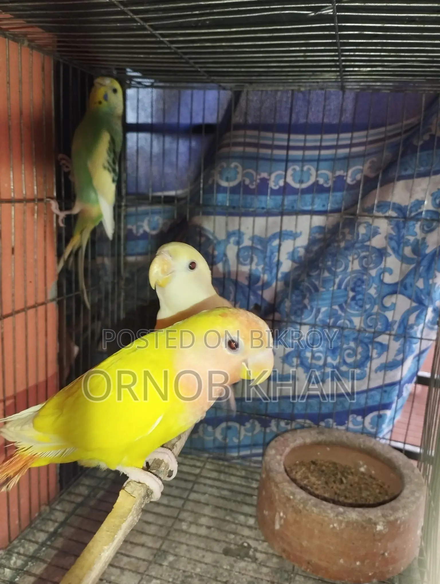 Love Bird Single Baby